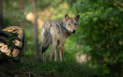 Wolfsrisse: Tierhalter unbürokratisch unterstützen