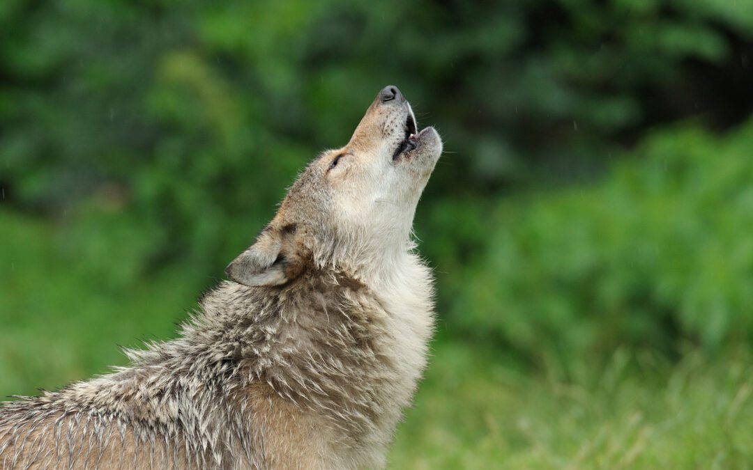 Tarricone: Wolfsbestand muss durch Jagd reguliert werden