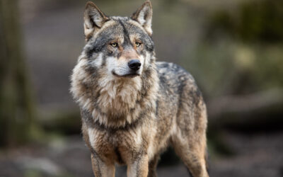Tarricone (FDP): Bundesregierung muss Verzögerungshaltung beim Thema Wolf aufgeben
