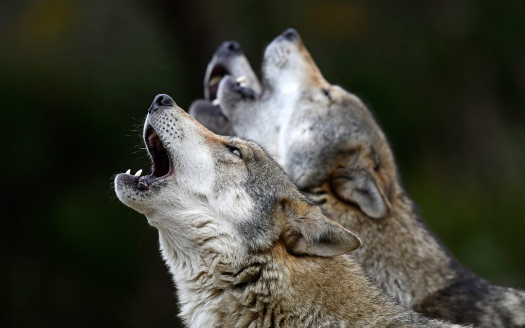 Jetzt muss der Wolf bejagt werden