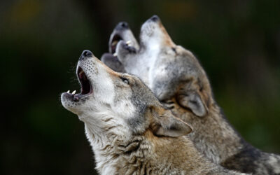 Jetzt muss der Wolf bejagt werden