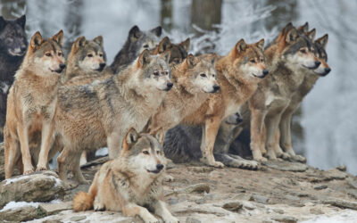 Tarricone (FDP): „Nicht warten, bis der Wolf Existenzen zerstört hat“